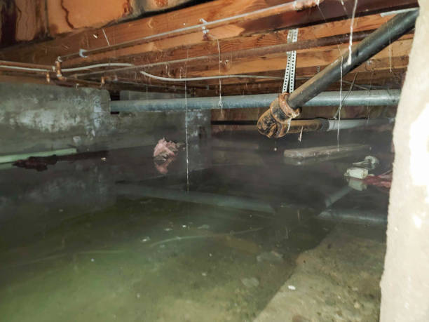 Best Local water damage restoration  in Edgewood, MD